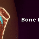 What is Bone Marrow?